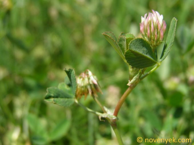 Image of plant Trifolium angulatum