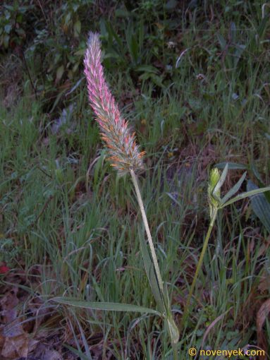 Image of plant Trifolium angustifolium