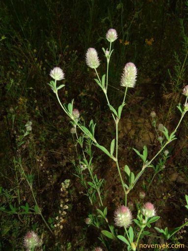 Image of plant Trifolium arvense