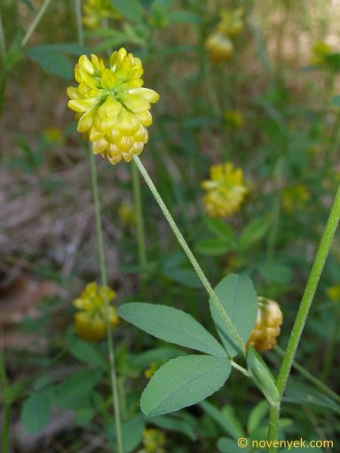 Image of plant Trifolium aureum