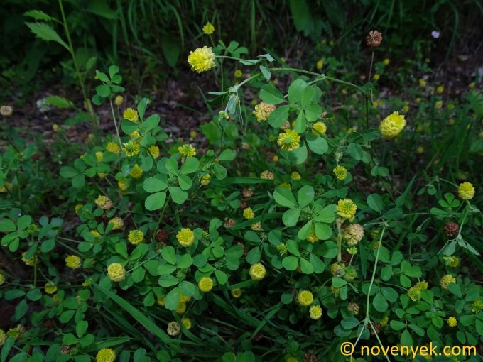 Image of plant Trifolium campestre
