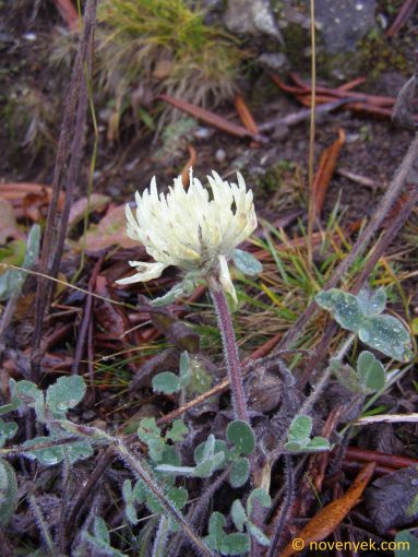 Image of plant Trifolium canescens