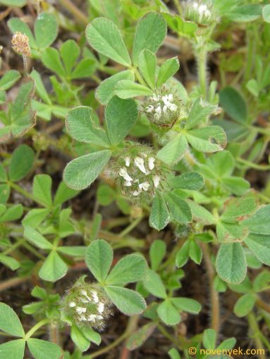 Image of plant Trifolium cherleri