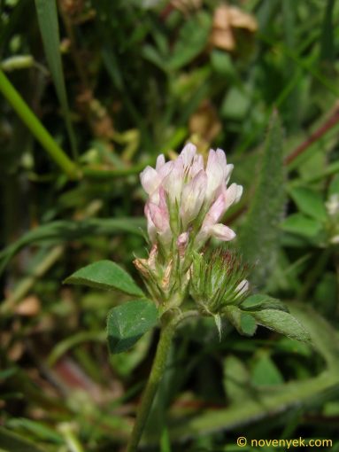 Image of plant Trifolium dalmaticum