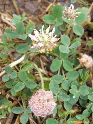 Image of plant Trifolium fragiferum