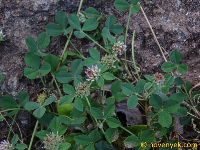 Image of plant Trifolium glomeratum