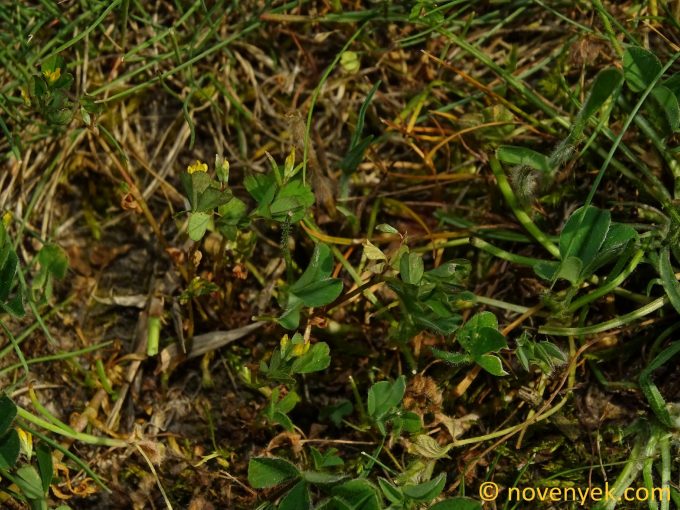 Image of plant Trifolium micranthum