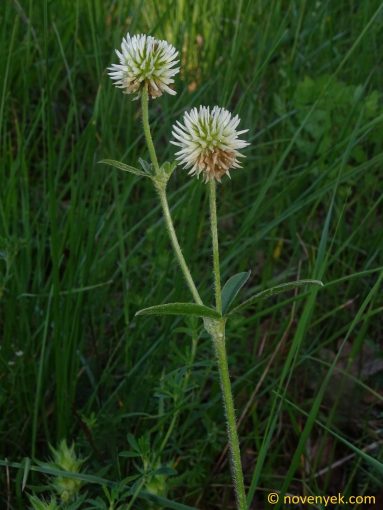 Image of plant Trifolium montanum