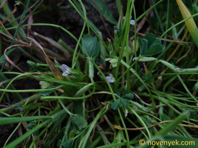 Image of plant Trifolium ornithopodioides