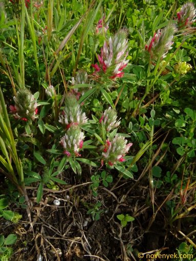 Image of plant Trifolium pamphylicum