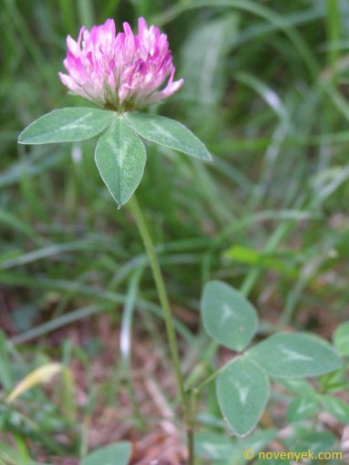 Image of plant Trifolium pratense