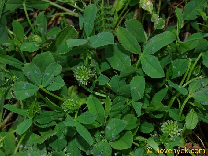 Image of plant Trifolium retusum