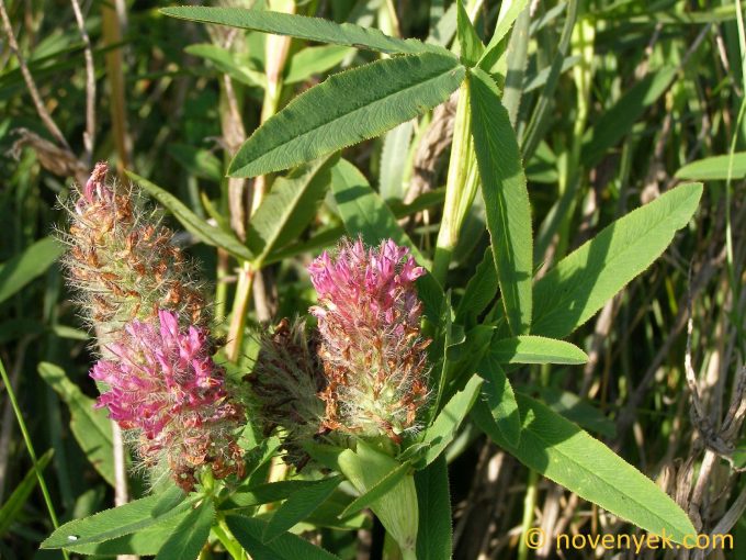 Image of plant Trifolium rubens