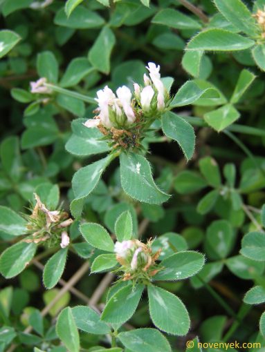 Image of plant Trifolium scabrum