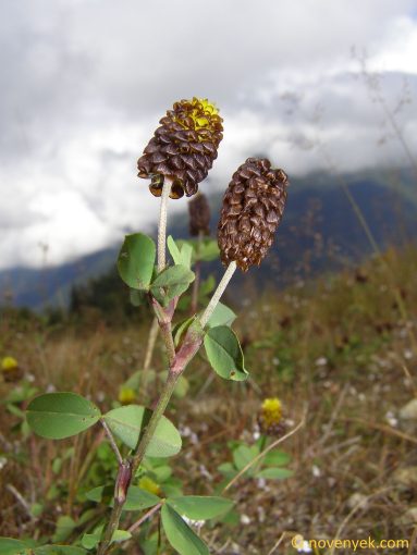 Image of plant Trifolium spadiceum