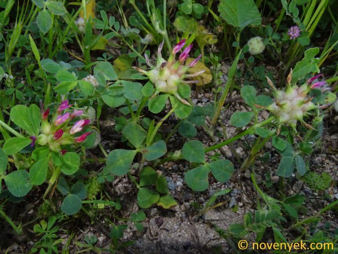 Image of plant Trifolium spumosum