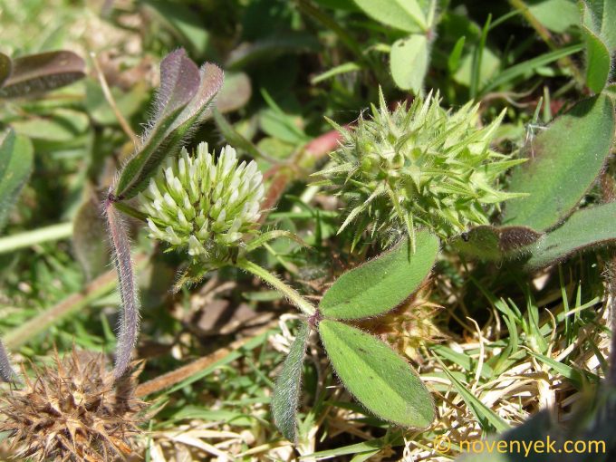 Image of plant Trifolium squarrosum