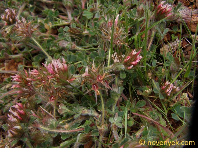 Image of plant Trifolium stellatum