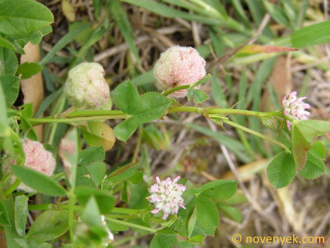 Image of plant Trifolium tomentosum