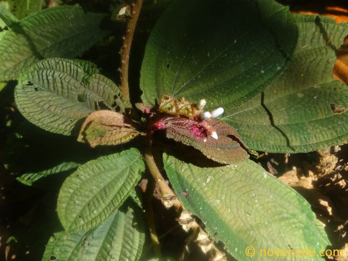 Image of plant Triolena amazonica