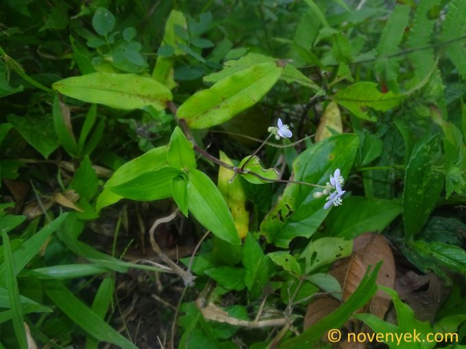 Image of plant Tripogandra serrulata