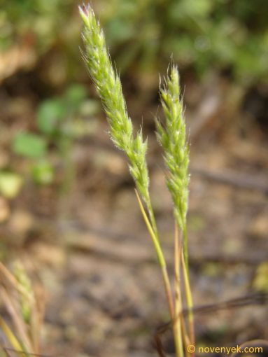 Image of plant Trisetaria loeflingiana
