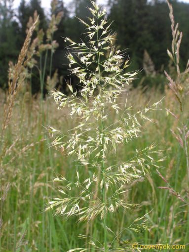 Image of plant Trisetum flavescens