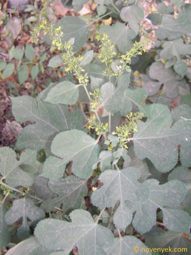 Image of plant Triumfetta lappula