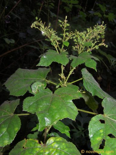 Image of plant Triumfetta semitriloba