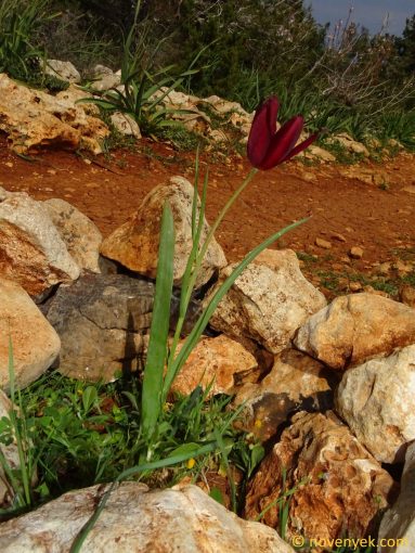 Image of plant Tulipa cypria