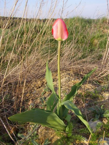 Image of plant Tulipa gesneriana