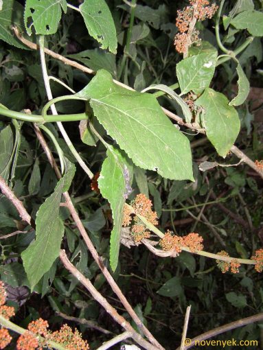 Image of plant Urera caracasana