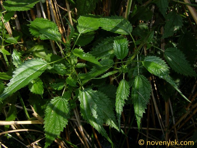 Image of plant Urtica kioviensis