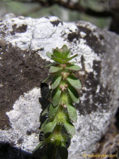 Image of plant Valantia hispida