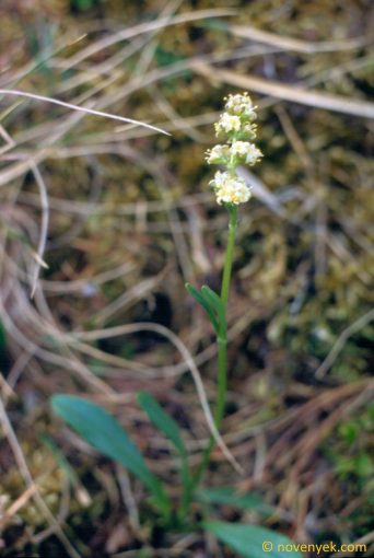 Image of plant Valeriana celtica