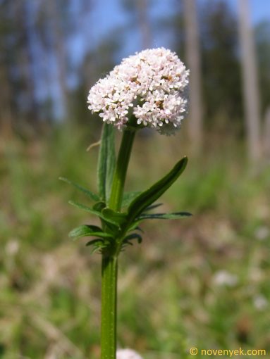 Image of plant Valeriana dioica