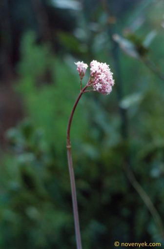 Image of plant Valeriana dioscoridis