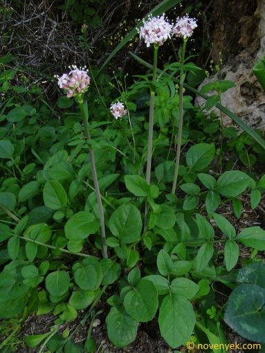 Image of plant Valeriana italica