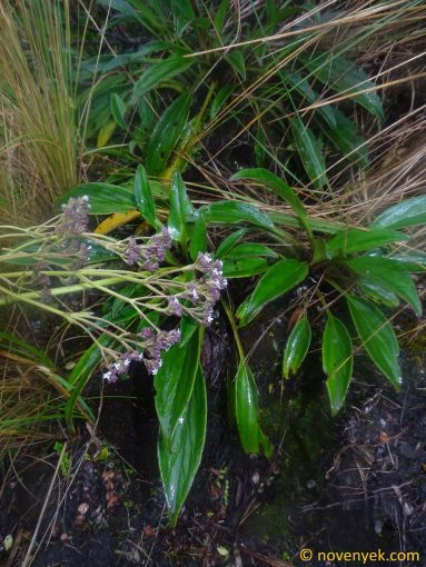 Image of plant Valeriana plantaginea