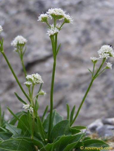 Image of plant Valeriana saxatilis