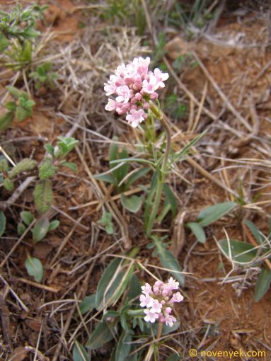 Image of plant Valeriana tuberosa