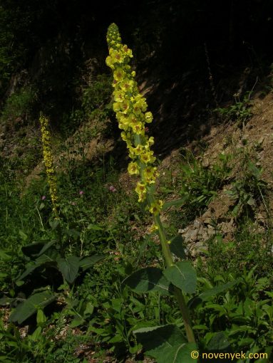 Image of plant Verbascum alpinum