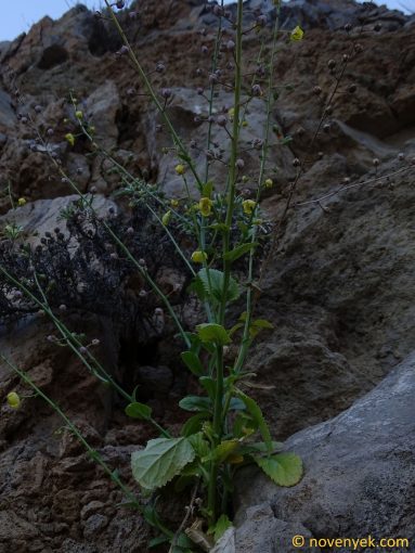 Image of plant Verbascum capitis-viridis