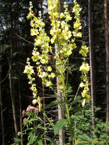 Image of plant Verbascum nigrum