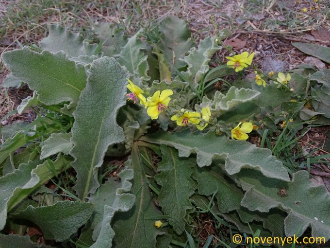 Image of plant Verbascum sinuatum