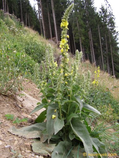 Image of plant Verbascum thapsus