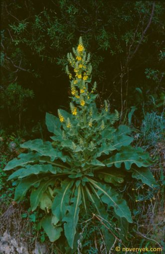 Image of plant Verbascum undulatum