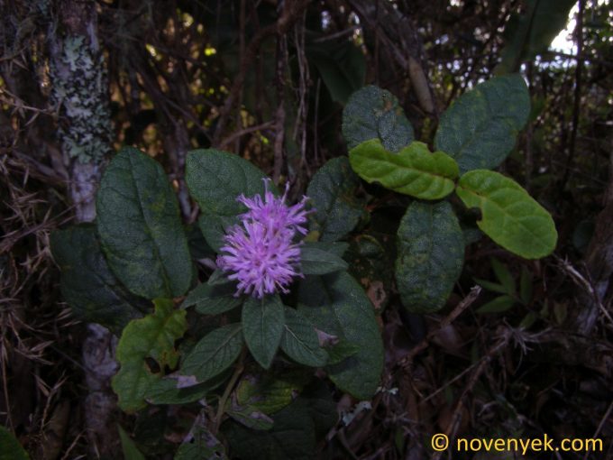 Image of plant Vernonia alamanii