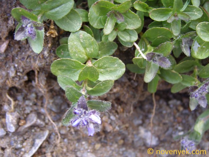 Image of plant Veronica alpina