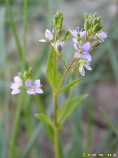 Image of plant Veronica anagalloides